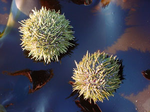 green_sea_urchin